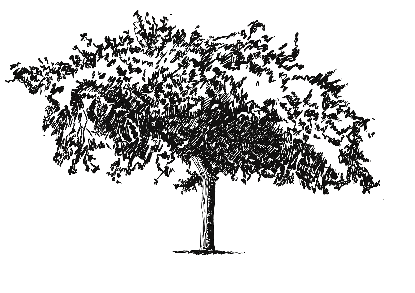 smaller tree